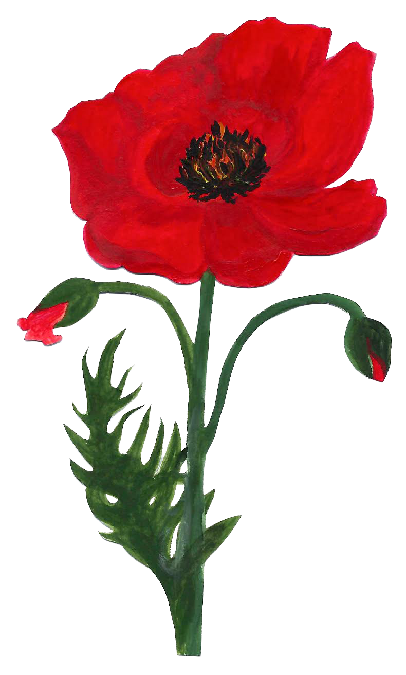 Poppy Drawing Honoring 'M'